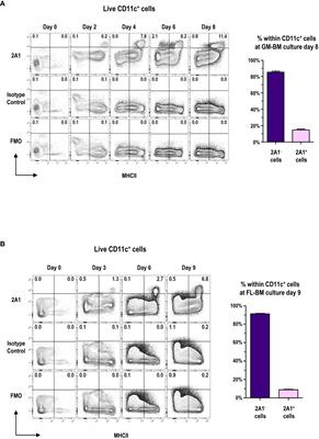 Identification of dendritic cell precursor from the CD11c+ cells expressing high levels of MHC class II molecules in the culture of bone marrow with FLT3 ligand